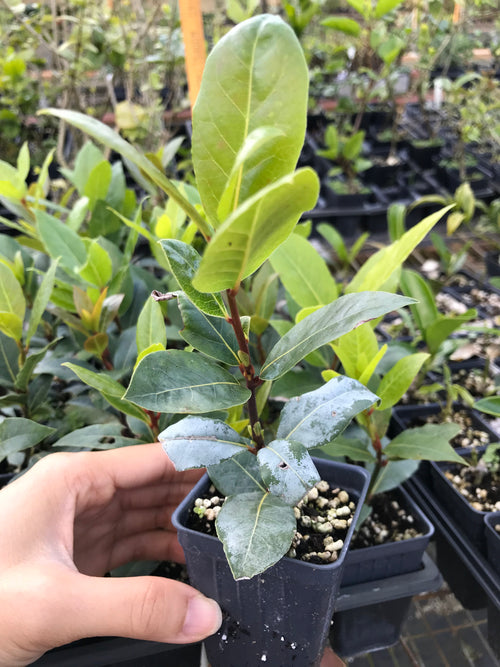 Bay Laurel Tree ~ Laurus nobilis ~ Bay Leaf Tree