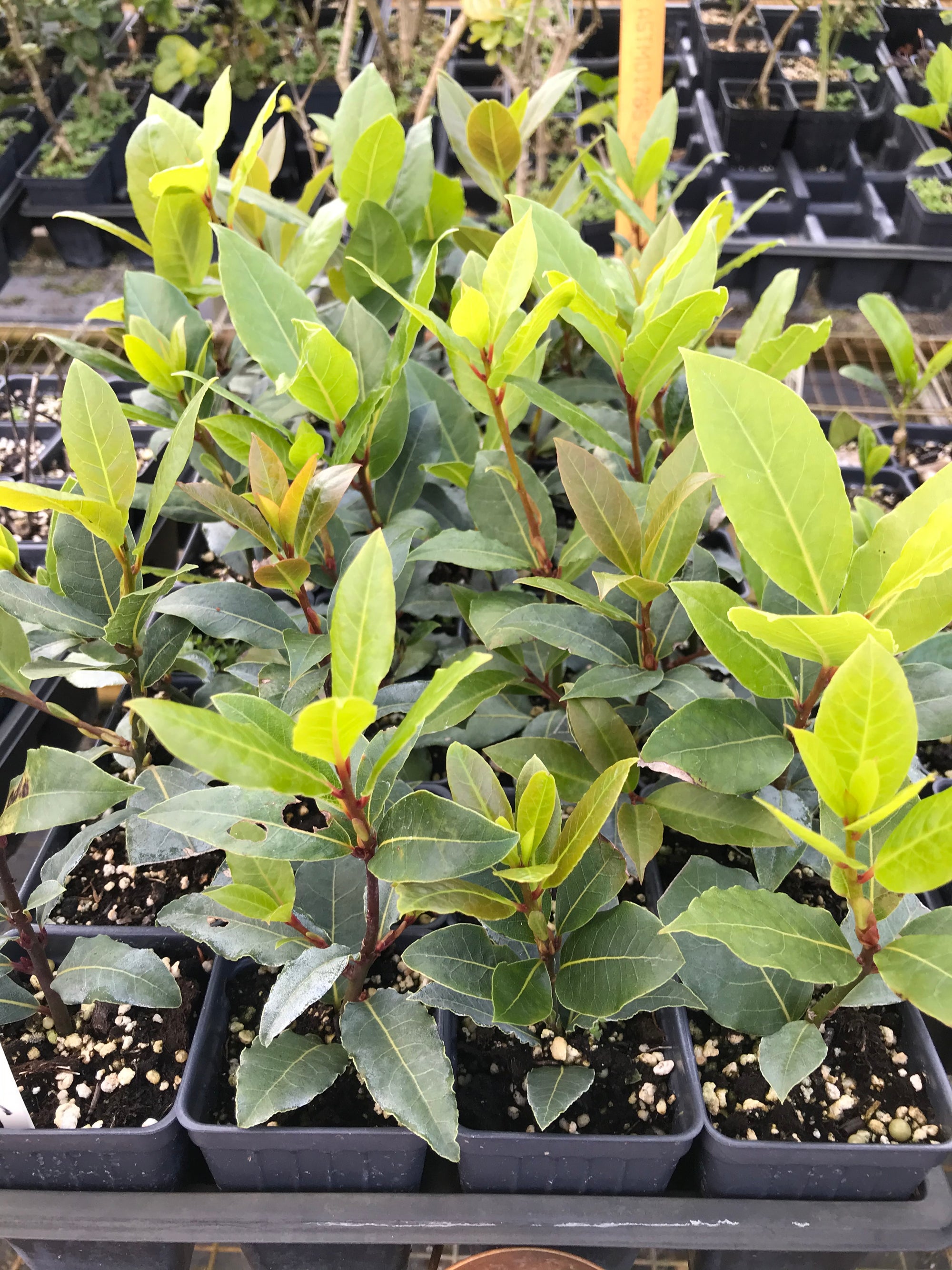 bay leaf plants in pots Bay Laurel Tree ~ Laurus nobilis ~ Bay Leaf Tree – Starter Plant