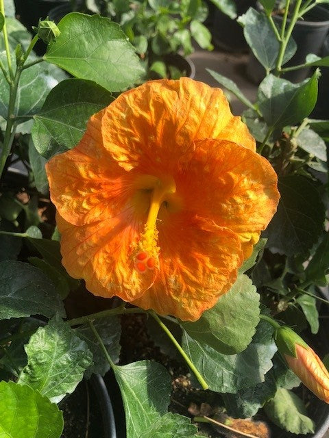 Saint Lucia Golden Orange Tropical Hibiscus