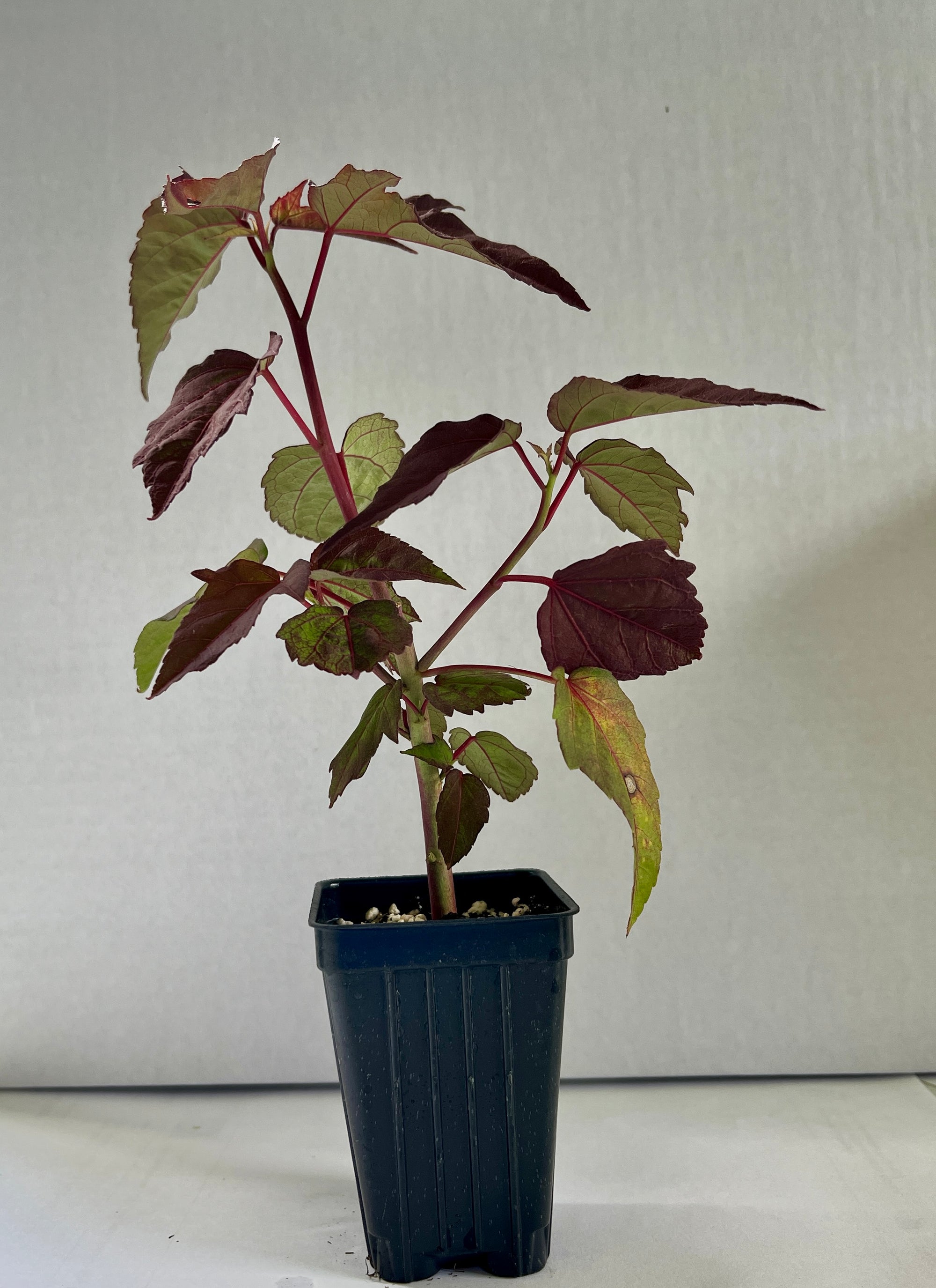 Cold Hardy Hibiscus ~ Dwarf Red 'Mimi' ~ Hibiscus Malvaceae ~ Live Plant