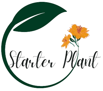 Starter Plant