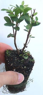 Pineapple Guava ~ Acca Feijoa Sellowiana