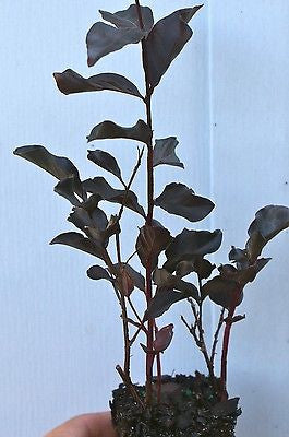 Crape Myrtle Lagerstroemia ~ 'Ebony Embers'