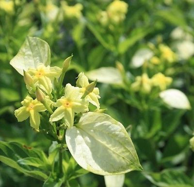 Fragrant Flowering Mussaenda Flava