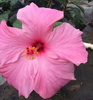 Hibiscus rosa-sinensis 'Seminole Pink'