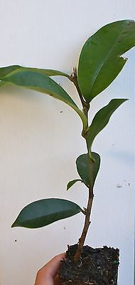 Banana Shrub ~ Michelia ~ Magnolia figo 'skinneriana '