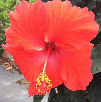 Hibiscus rosa-sinensis 'President'