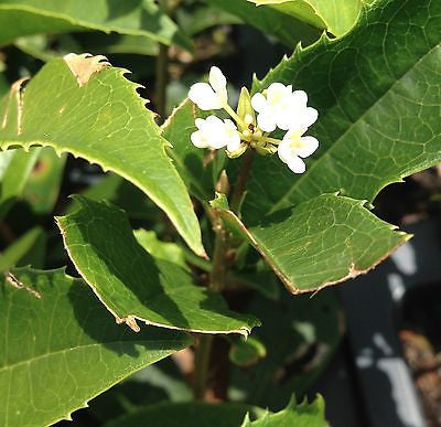 Fragrant ~ Osmanthus Sweet Tea Olive