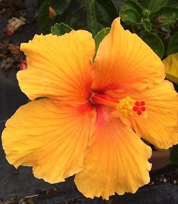 Hibiscus rosa-sinensis 'Joanna'
