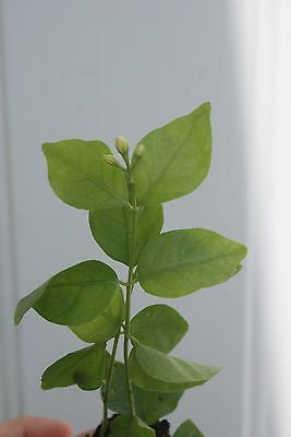 Rare Fragrant Arabian Jasmine ~ Jasminum Sambac ~ 'Belle of India' –  Starter Plant