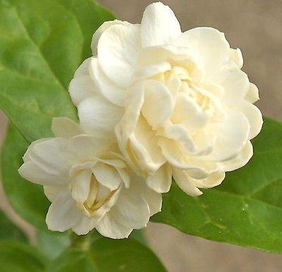 Jasminum Sambac Jasmine 'Grand Duke of Tuscany'