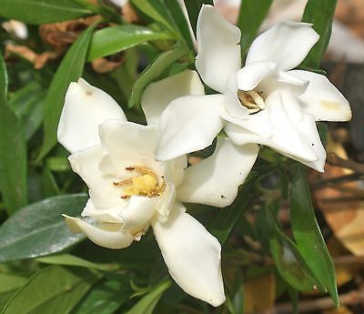 Fragrant ~ Gardenia jasminoides 'Frost Proof'