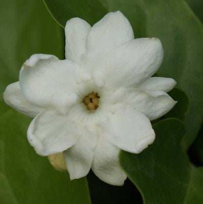 Jasminum Sambac Jasmine 'Maid of Orleans'