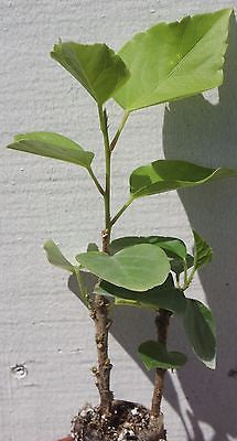 Hibiscus rosa-sinensis 'President'