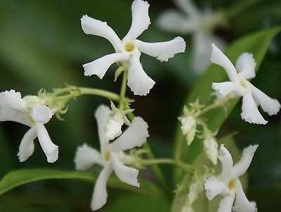 Confederate Star Jasmine Trachelospermum Jasminoides