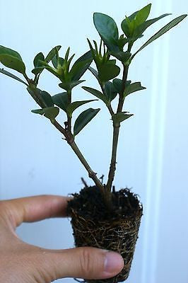 Fragrant ~ Gardenia jasminoides 'Daisy'