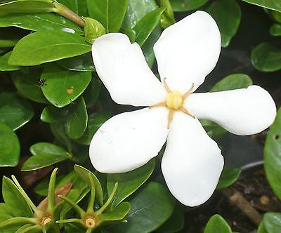 Fragrant ~ Gardenia jasminoides 'Daisy'