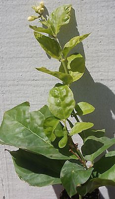 Jasminum Sambac Jasmine 'Maid of Orleans'