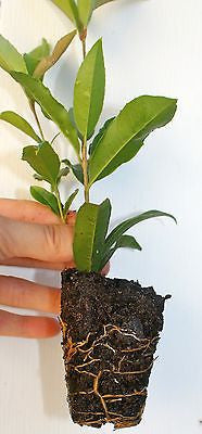 Fragrant ~ Osmanthus Sweet Tea Olive