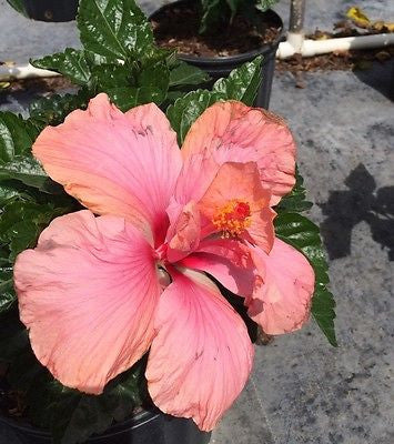 Hibiscus rosa-sinensis 'Double Pink'