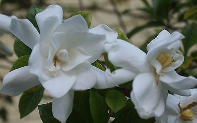 Fragrant Flowers ~ Gardenia 'August Beauty'