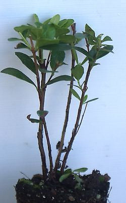 Pineapple Guava ~ Acca Feijoa Sellowiana
