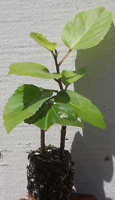Hibiscus rosa-sinensis 'Seminole Pink'