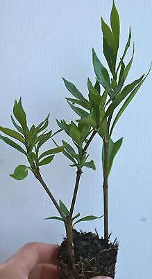 Fragrant ~ Gardenia jasminoides 'Frost Proof'