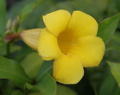 Allamanda Schottii Bush