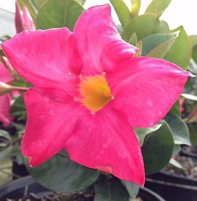 Mandevilla Dipladenia Pink