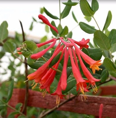 Honeysuckle Coral Trumpet ~ Lonicera sempervirens