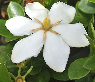 Fragrant ~ Gardenia jasminoides 'Daisy'