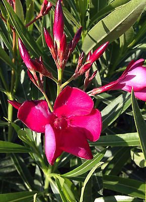 Nerium Oleander 'Calypso'