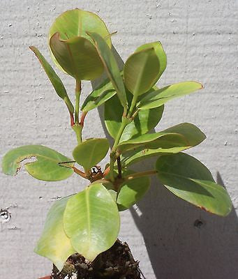 Mandevilla Dipladenia Pink – Starter Plant