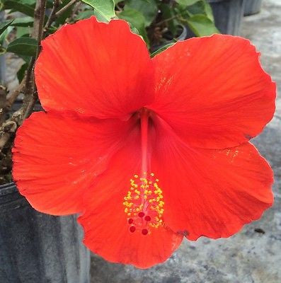Hibiscus rosa-sinensis 'Brilliant Red'