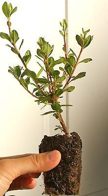 Cold Hardy Azalea ~ Rhododendron ‘Hino-crimson’