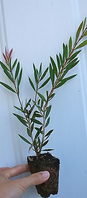 Callistemon Bottlebrush ~ 'Woodlander's Hardy'