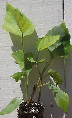 Hibiscus rosa-sinensis 'President'