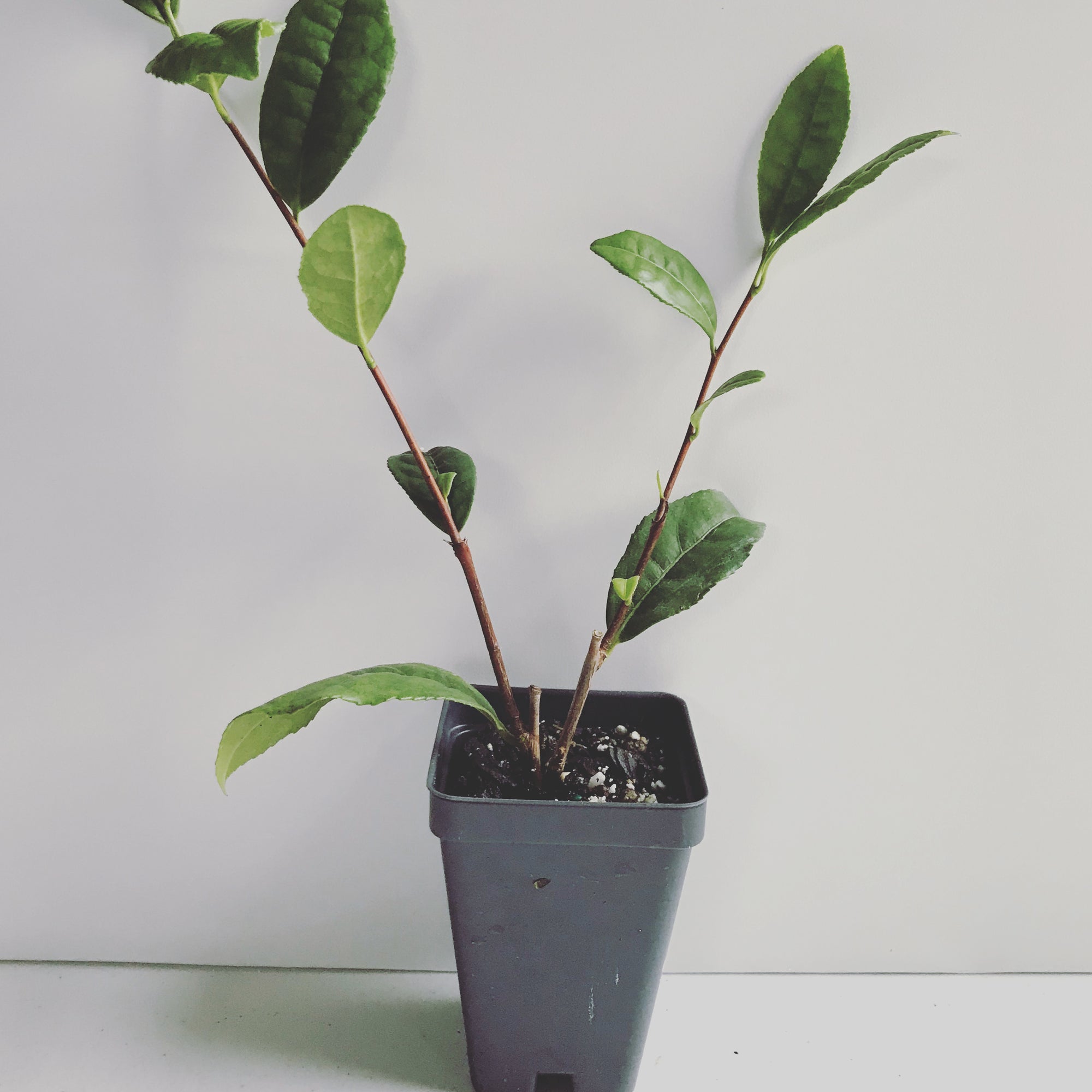 Camellia Sinensis ~ Green Tea Plant