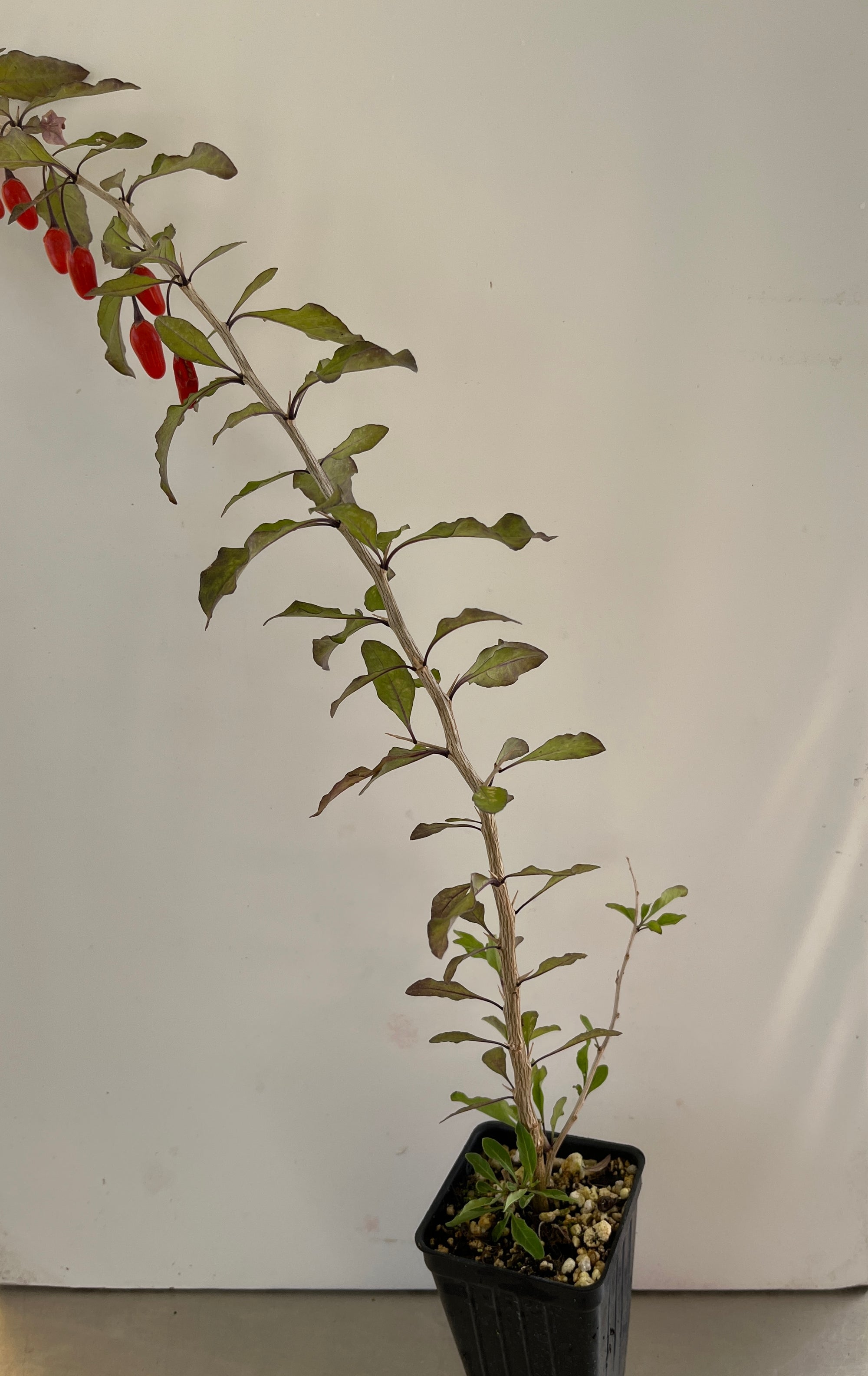 Goji Berry ~ Chinese wolfberry ~ Lycium barbarum