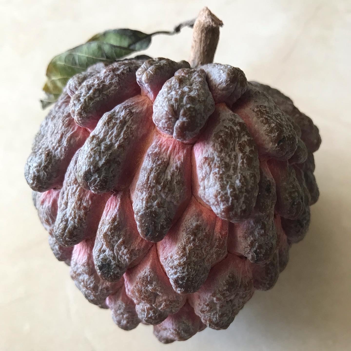Sugar Apple ~ Sweetsop ~ Annona squamosa ~ Fruit Tree