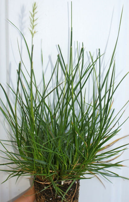 Pennisetum alopecuroides 'Little Bunny' ~ Miniature fountain grass