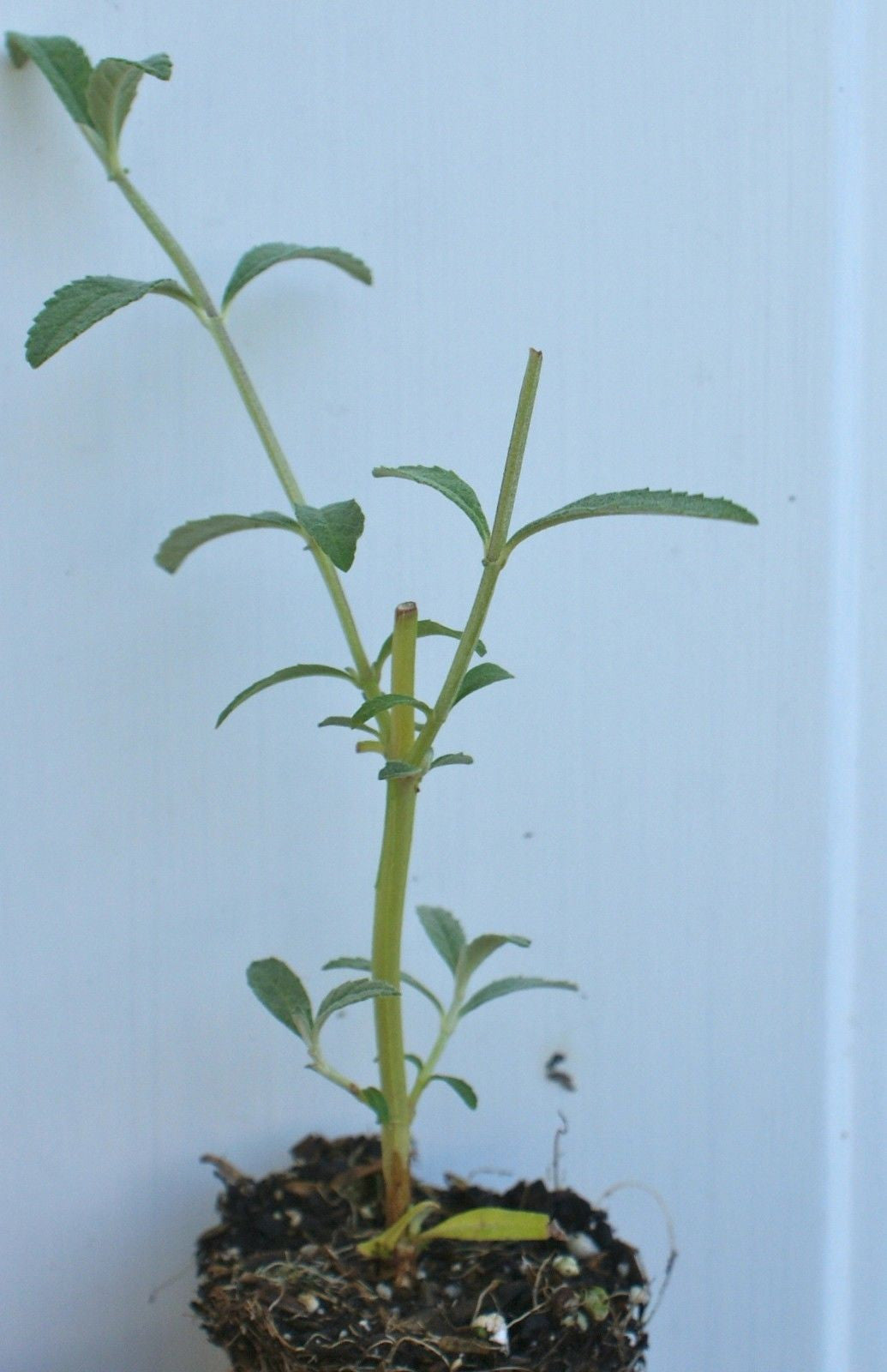 Buddleia davidii 'Royal Red' ~ Butterfly Bush