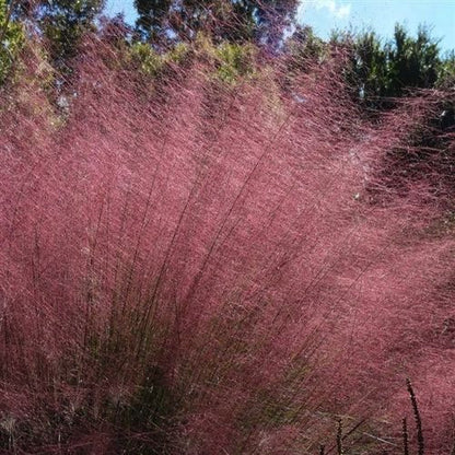 Muhlenbergia capillaris Pink Cloud ~ Muhly grass