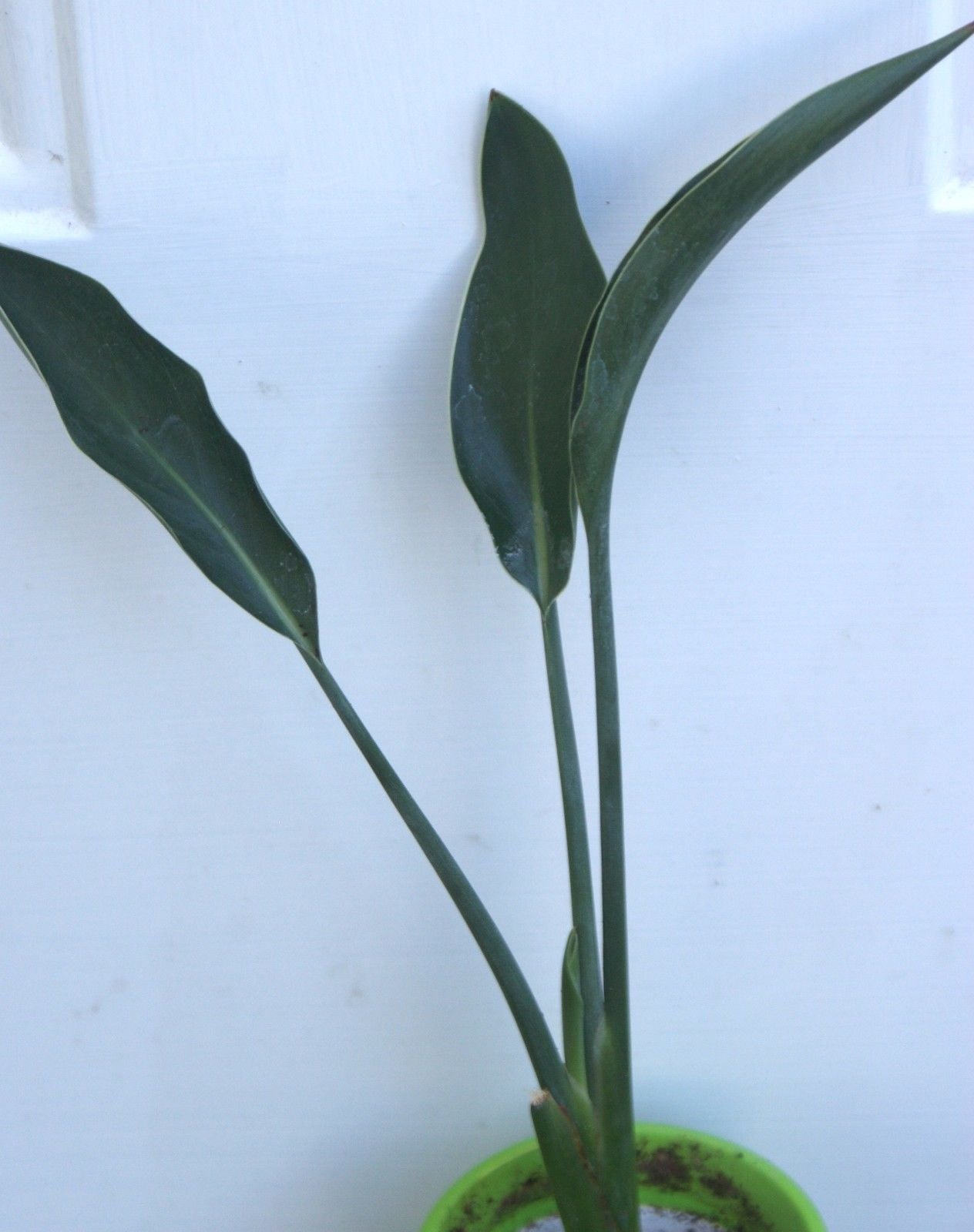 Narrow-leafed Bird of Paradise ~ Strelitzia juncea