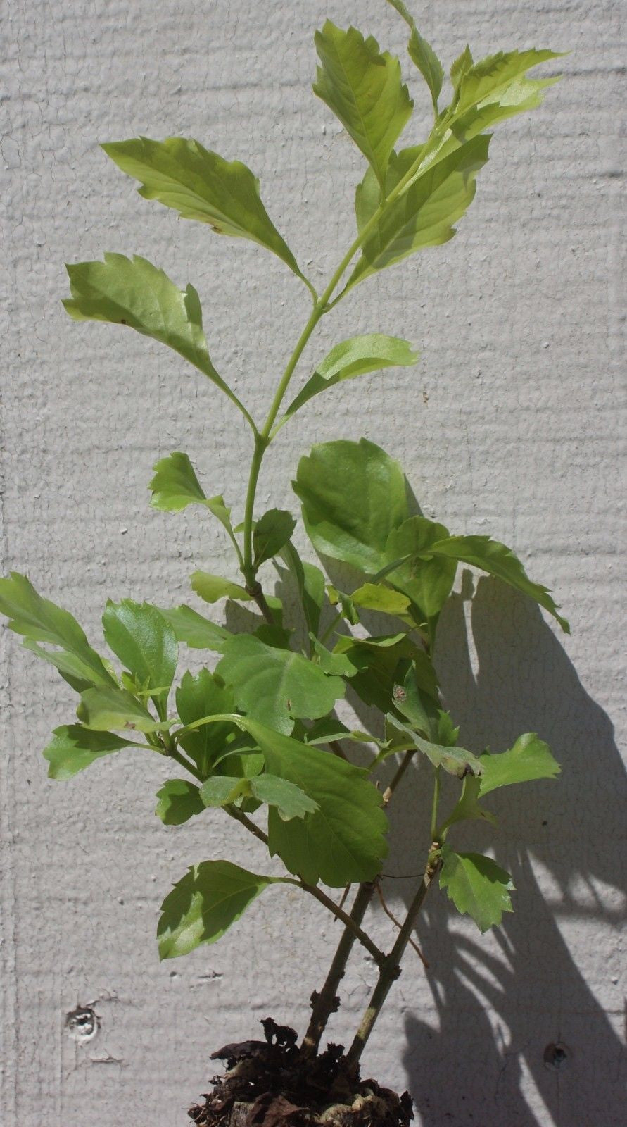 Duranta White Standard