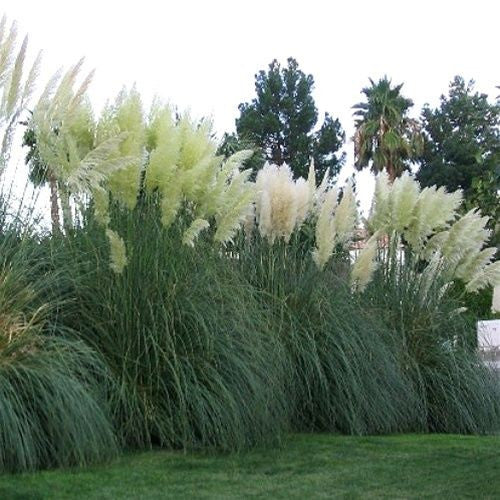 Cortaderia selloana ~ White Pampas Grass