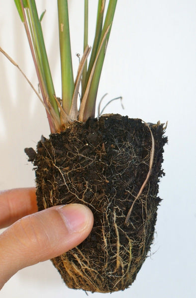 Cymbopogon citratus Lemon Grass