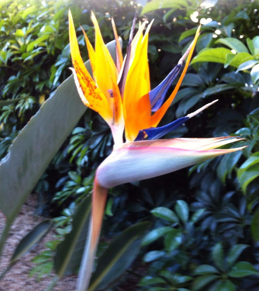 Tropical Orange Bird of Paradise ~ Strelitzia Reginae