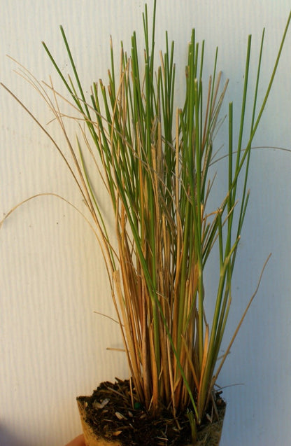 Muhlenbergia capillaris Pink Cloud ~ Muhly grass